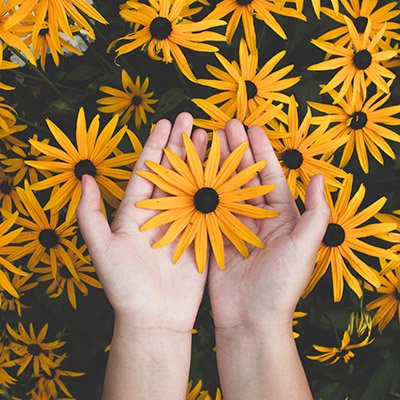 Person Holding Yellow Black-eyed Susan Flowers in Bloom